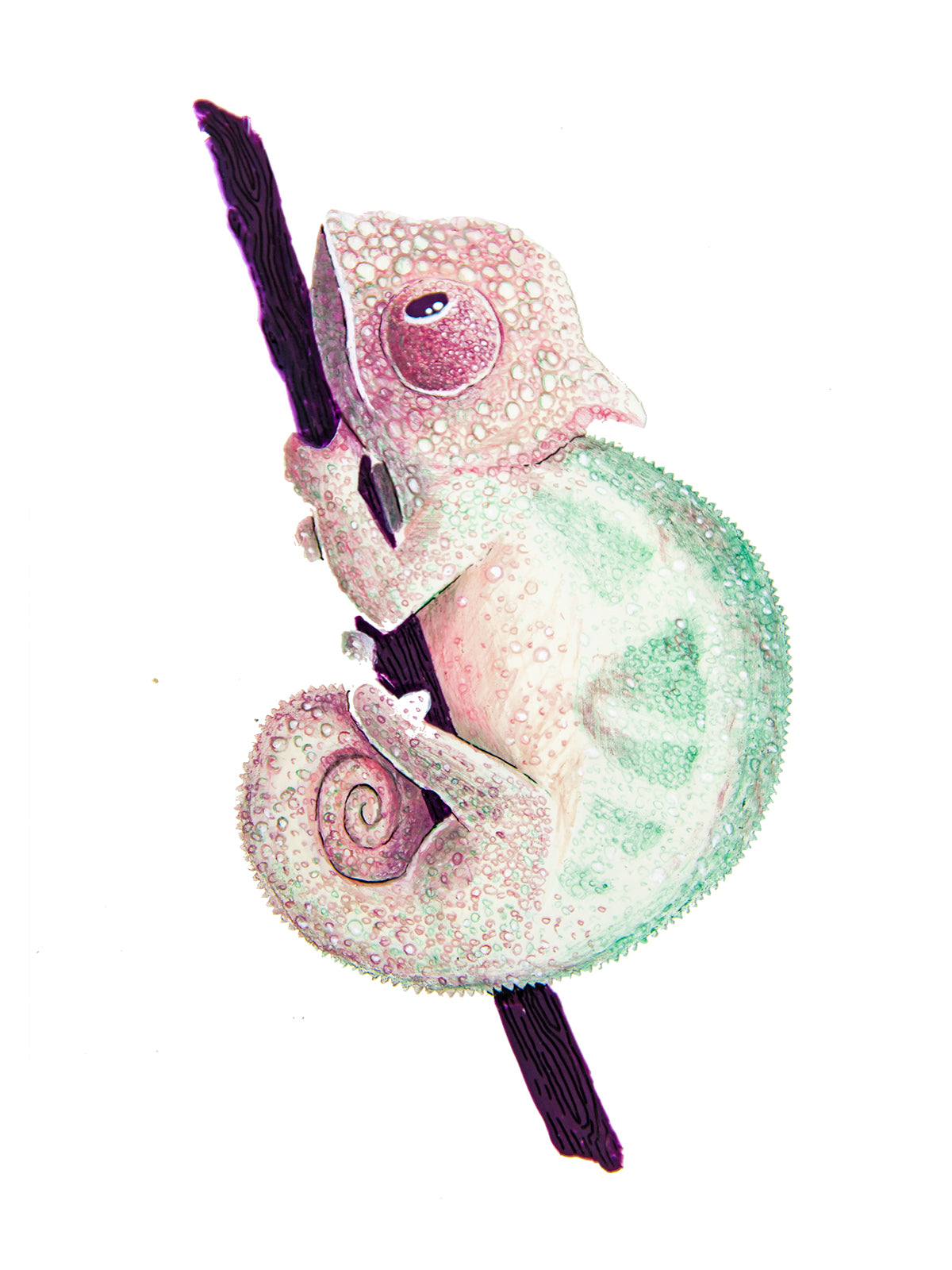 Chamäleon Illustration