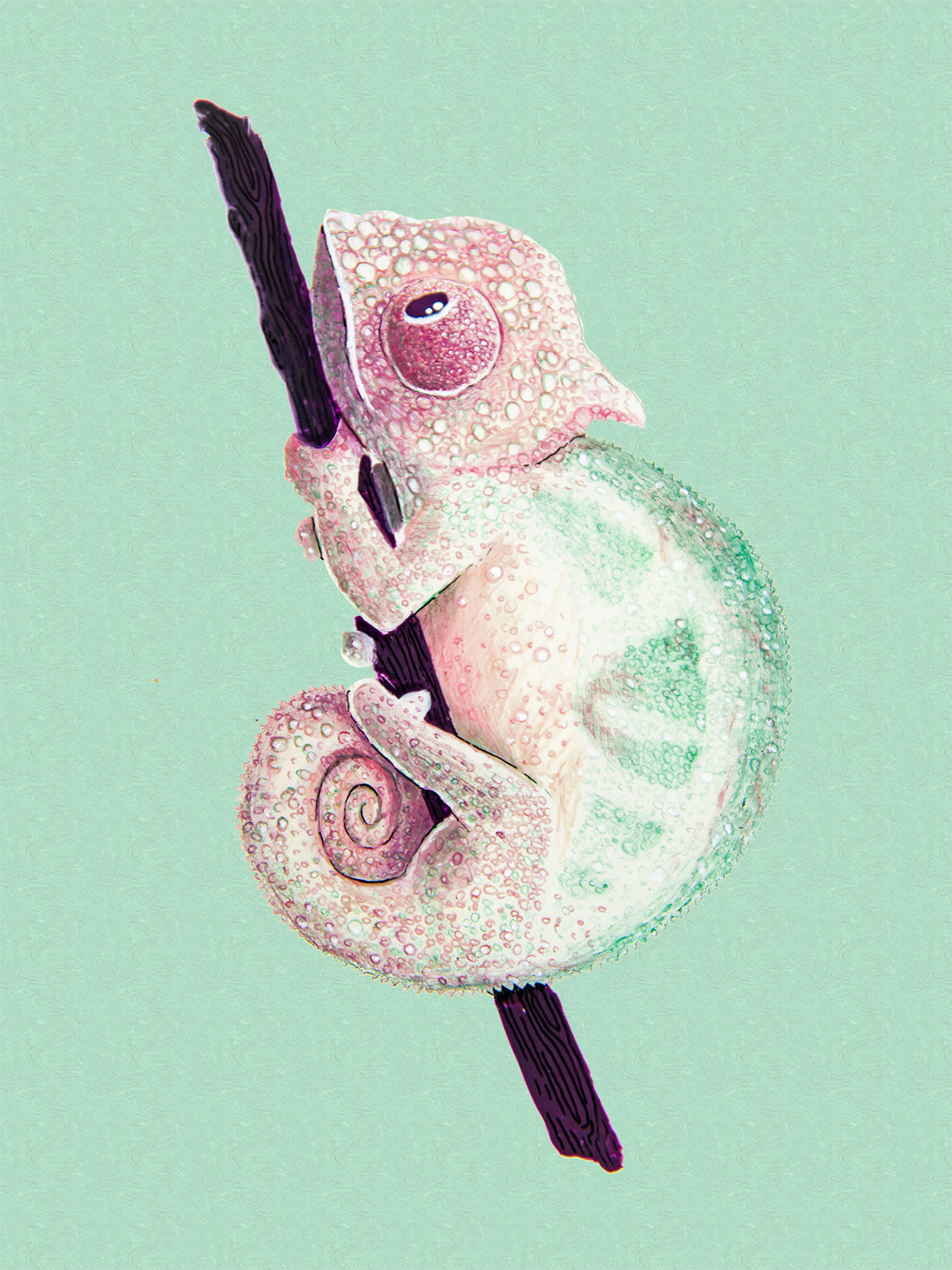 Chamäleon Illustration